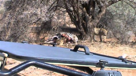 Samburu National Reserve Lions Eat Zebra 3 Youtube