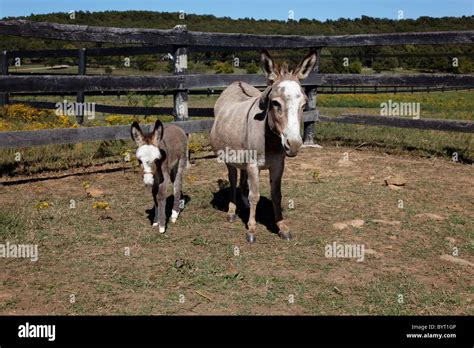 baby miniature donkey Stock Photo - Alamy