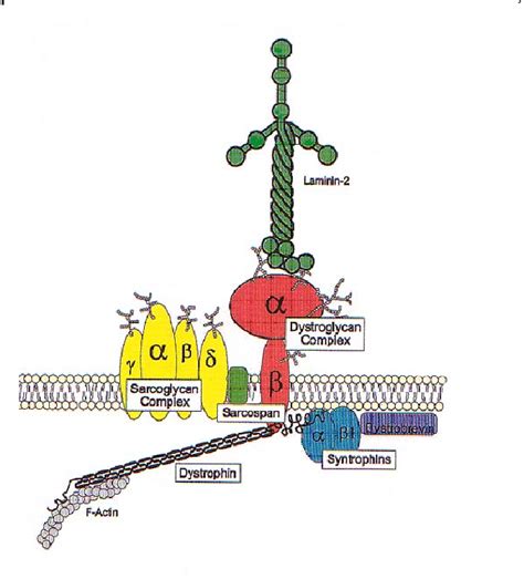 The Dystrophin Glycoprotein Complex Dgc Scheme Adapted From Cohn And