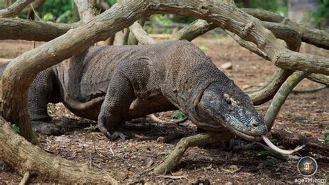 Guide De Voyage Du Parc National De Komodo En Indon Sie Age Travel