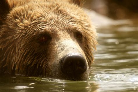 Grizzly Bear Swimming Free Stock Photo - Public Domain Pictures