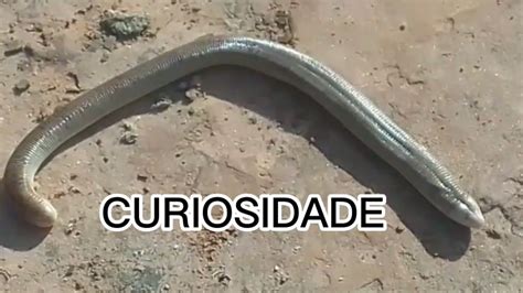 Cobra Cabe As Mito Ou Verdade Youtube