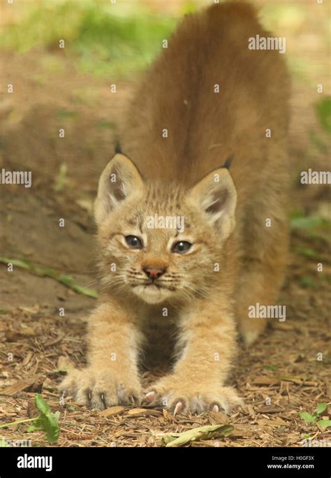 A Canada Lynx Baby Stretching Out Its Claws Stock Photo Alamy