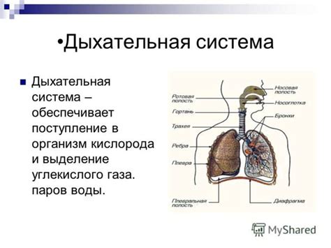 Возрастные изменения органов дыхательной системы у пожилых людей