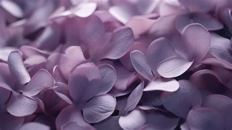 Beautiful Purple Petals Flower Powerpoint Background For Free Download