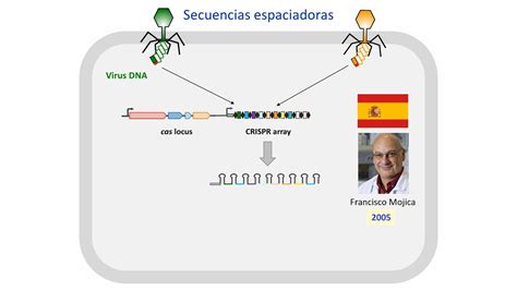 Curso Crisprcas9 Intro I Youtube