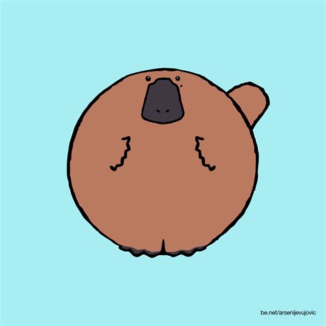 animation illustration platypus gif