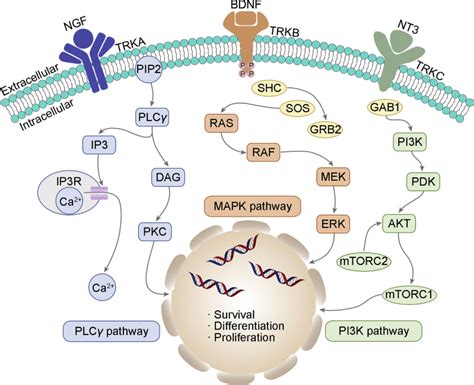 Development Of Small Molecule Tropomyosin Receptor Kinase Trk