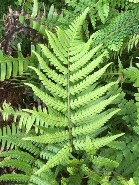 Fabulous ferns types of ferns fern care – Artofit