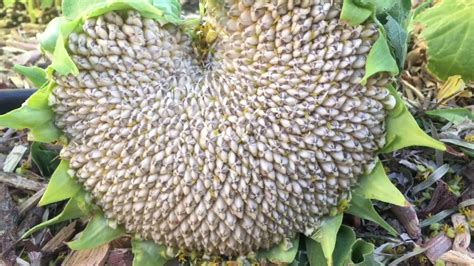 When And How To Harvest Sunflower Seed Heads Youtube