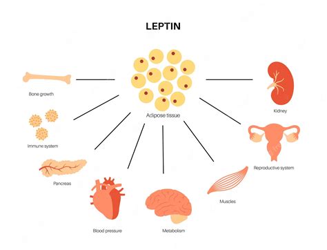 Adipose Tissue Diagram