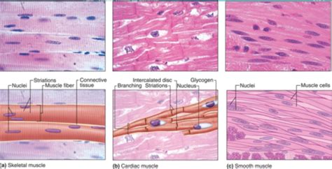 Histology Unit 6 Muscle Tissue Flashcards Quizlet