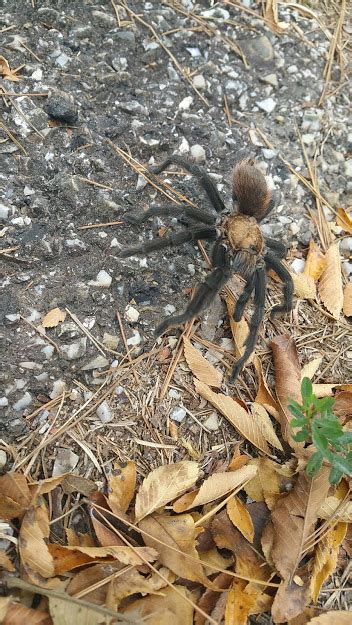 There Are Tarantulas In Arkansas