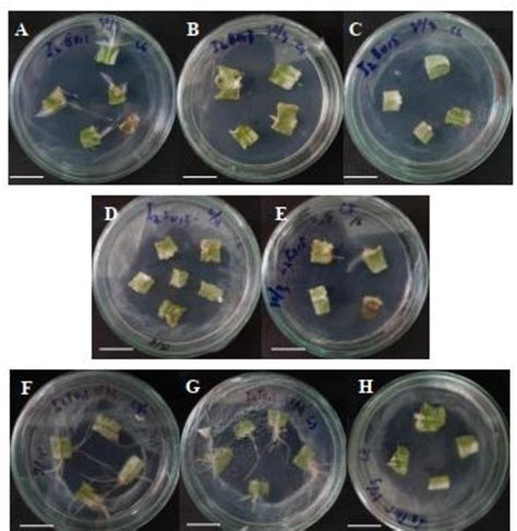 Figure 1 From OPTIMIZATION OF Talinum Paniculatum Gaertn ROOT