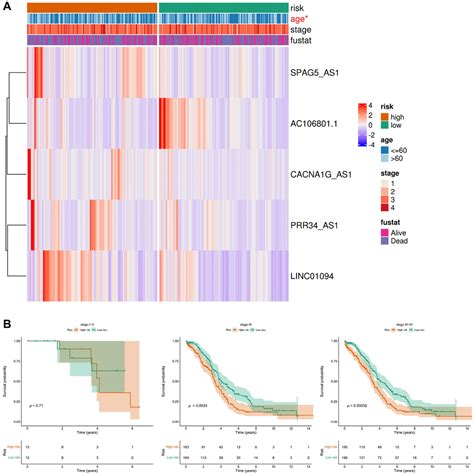 Identification And Validation Of Anoikis Related Lncrnas For Prognostic