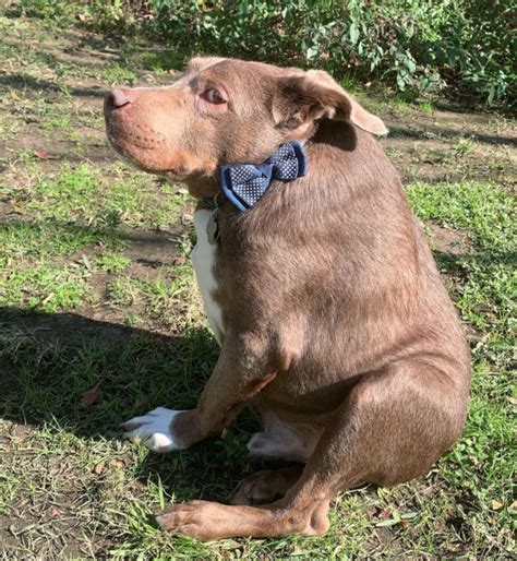 This Dog Was Abandoned Because He Doesn't Have a Neck! - Rocky Kanaka