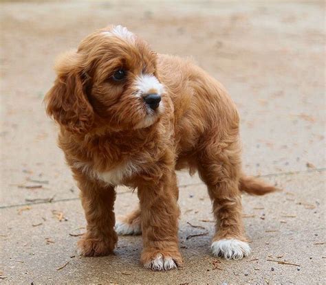 Cavapoos — Illinois Cavapoos Gardner Lane Puppies Illinois Cavapoos