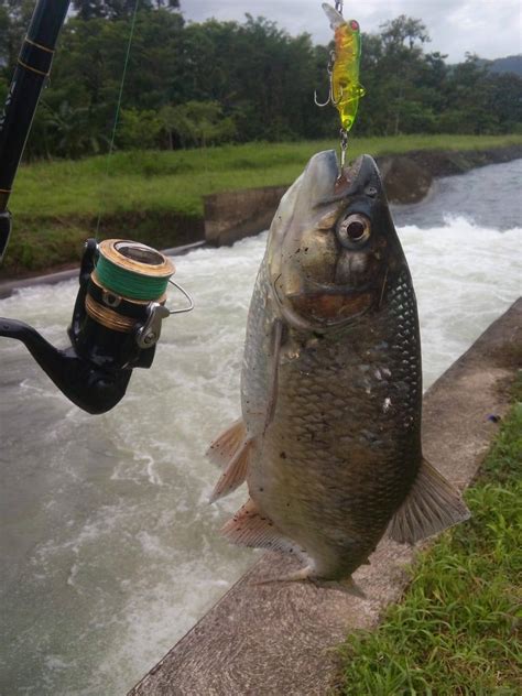 Paquete x 5 Señuelos Duros Pesca Deportiva Tipo Grillo o Saltamontes 5