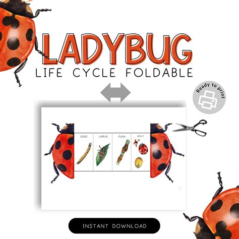 Ladybug Life Cycle Foldable Science Manipulative Ladybugs Etsy