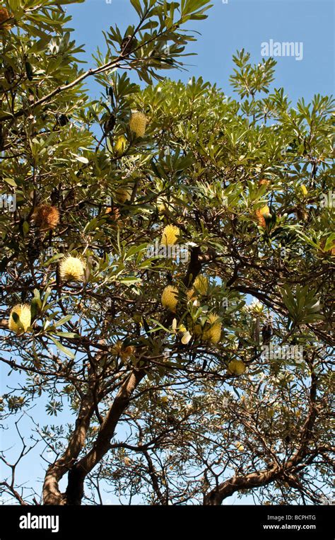 Callistemon Pallidus Lemon Bottlebrush Australia Stock Photo Alamy