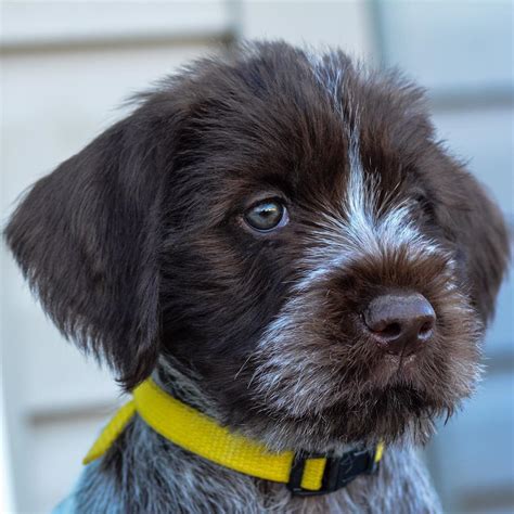 Yellow-Wirehaired Pointing Griffon - Broken Bow Kennels