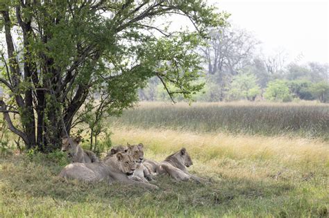 Lions Resting Stock Image C058 5153 Science Photo Library