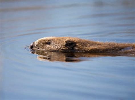 Nature Reserve Offers Visitors The Chance To Get Up Close To Beavers