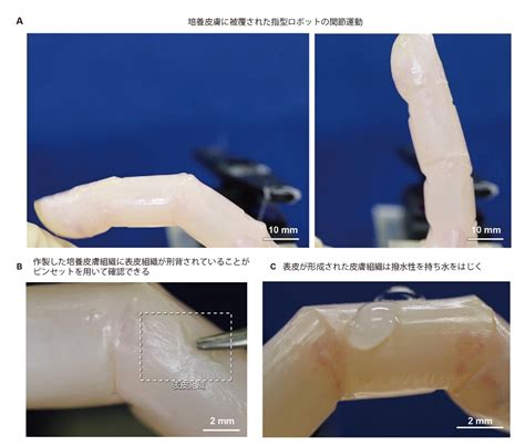 指型ロボットに自己修復可能な培養皮膚を形成義手や義足にも応用可能ロボット開発ニュース MONOist