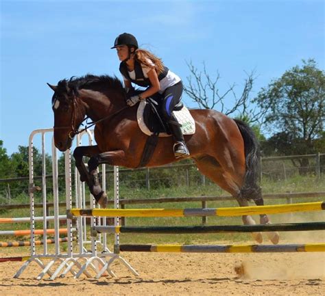 Stage équitation découverte ou perfectionnement