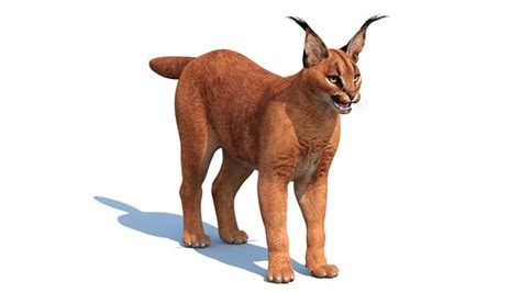 Caracal cat animal 3D - TurboSquid 1363154