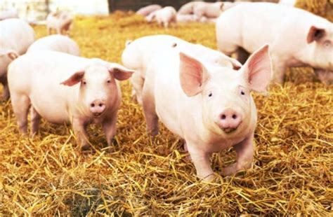 Scientists Decode Pig Grunts Reveal Their Emotions By Sounds Factswow