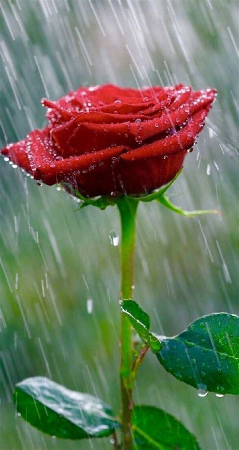 Beautiful Flowers In Rain Hd Wallpapers Best Flower Site