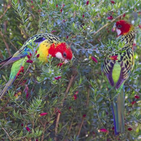 Bird Eastern Rosella Barwon Bluff