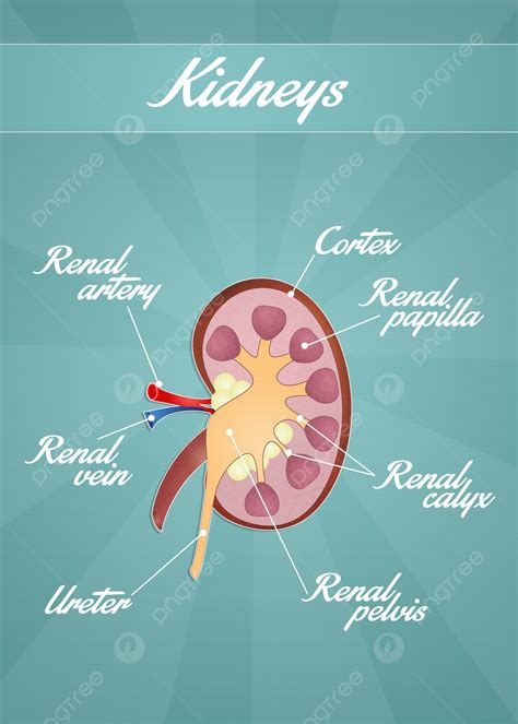 The Kidneys Renal Human Anatomy Medical Photo Background And Picture