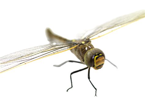 Odonata Png Vector Psd And Clipart With Transparent Background For