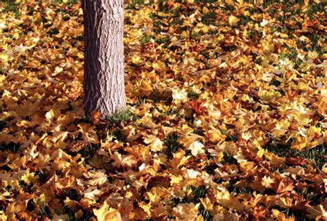 Fall Leaf Collection 2021 Woodward Township