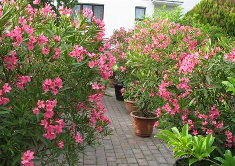 Quand Et Comment Faire Des Boutures De Laurier Rose Techniques