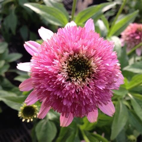 Echinacea Butterfly Kisses Midwest Groundcovers Llc