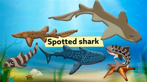 Spotted shark - sharksinfo.com