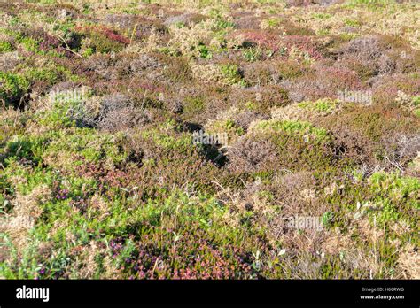 Colorful Heath Vegetation Detail Seen Around Pointe De Pen Hir In