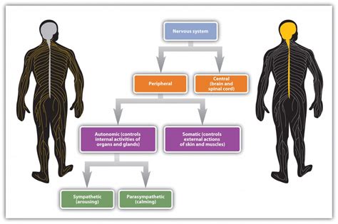 44 Putting It All Together The Nervous System And The Endocrine