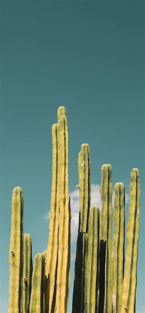 Cactus Iphone Wallpapers Top Free Cactus Iphone Backgrounds