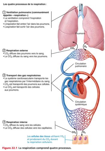 Physiologie Le Syst Me Respiratoire Karteikarten Quizlet