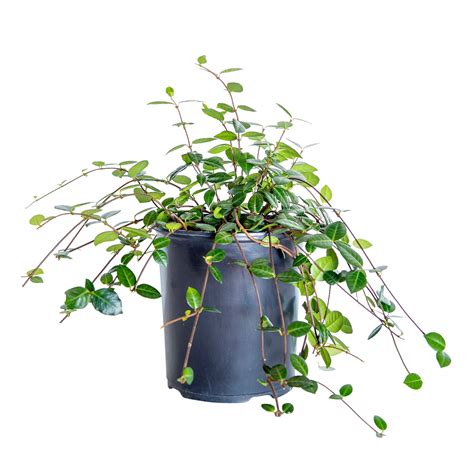 Asiatic Jasmine 2 5 Quart Evergreen Groundcover Vine Full Sun Live