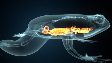 3D Blue female frog anatomy system model - TurboSquid 1827973