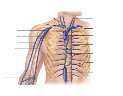 VEINS OF THE THORAX AND RIGHT UPPER LIMB Diagram Quizlet