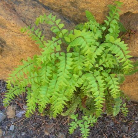 Adiantum pedatum - Riverside Garden Centre