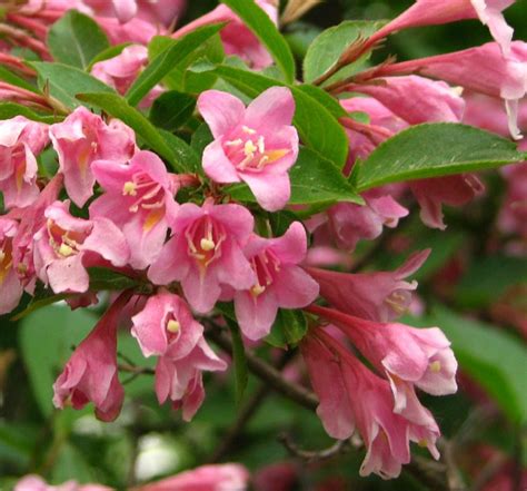 Купить саженцы Вейгела Weigela Versicolor с доставкой по всей России ...