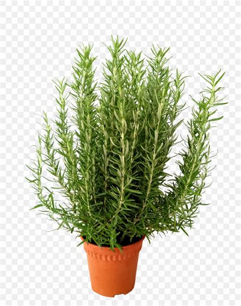 Rosemary Herb Flowerpot Shrub Plant, PNG, 910x1155px, Rosemary, Annual Plant, Coriander ...