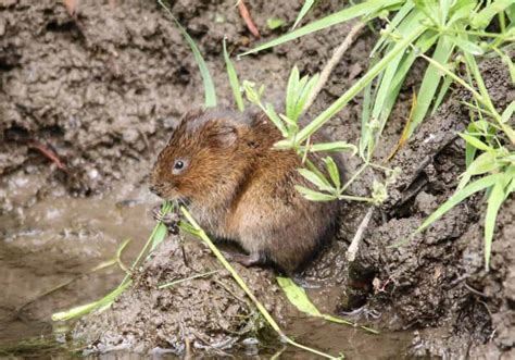 What Do Voles Eat? (How To Get Rid Of Them)